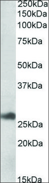 Anti-DNAJB9 antibody produced in goat affinity isolated antibody, buffered aqueous solution