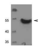 Anti-TP53 antibody produced in rabbit IgG fraction of antiserum