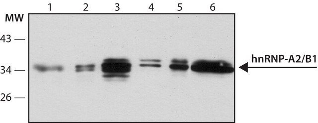 Anti-hnRNP-A2/B1 antibody, Mouse monoclonal clone DP3B3, purified from hybridoma cell culture