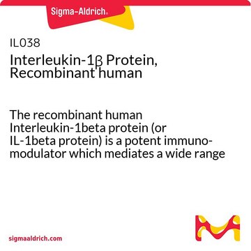 Interleukin-1&#946; Protein, Recombinant human The recombinant human Interleukin-1beta protein (or IL-1beta protein) is a potent immuno-modulator which mediates a wide range of immune &amp; inflammatory responses including the activation of B &amp; T-cells.