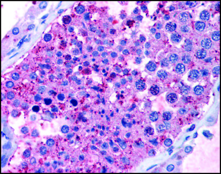 Anti-GPR133 antibody produced in rabbit affinity isolated antibody, buffered aqueous solution