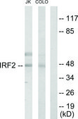 Anti-IRF2 antibody produced in rabbit affinity isolated antibody