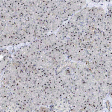 Anti-BAP1 antibody produced in rabbit Prestige Antibodies&#174; Powered by Atlas Antibodies, affinity isolated antibody, buffered aqueous glycerol solution