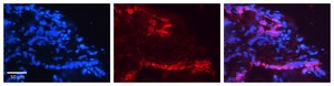 Anti-KRT7 antibody produced in rabbit affinity isolated antibody