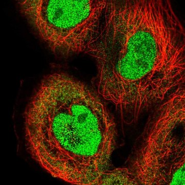 Anti-IRF2 antibody produced in rabbit Prestige Antibodies&#174; Powered by Atlas Antibodies, affinity isolated antibody