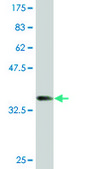 Monoclonal Anti-KRTHA4, (C-terminal) antibody produced in mouse clone 3E5, purified immunoglobulin, buffered aqueous solution