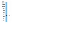 Anti-MAFA Antibody from rabbit, purified by affinity chromatography