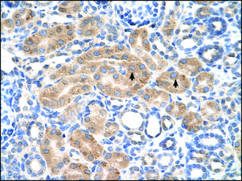 Anti-PDE9A antibody produced in rabbit affinity isolated antibody