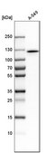 Anti-MYO1E antibody produced in rabbit Prestige Antibodies® Powered by Atlas Antibodies, affinity isolated antibody, buffered aqueous glycerol solution