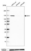 Monoclonal Anti-CDH1 antibody produced in mouse Prestige Antibodies® Powered by Atlas Antibodies, clone CL1172, purified immunoglobulin, buffered aqueous glycerol solution