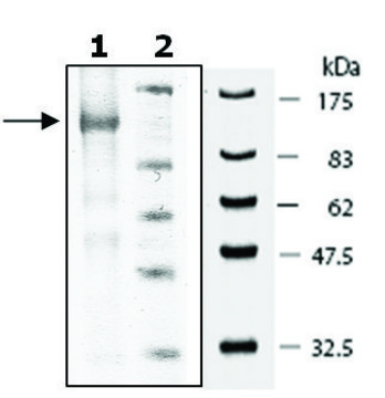 PDE5A1 active murine recombinant, expressed in baculovirus infected Sf9 cells, &#8805;70% (SDS-PAGE)