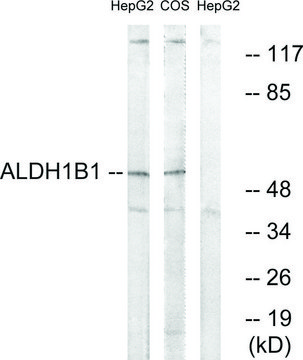 Anti-ALDH1B1 antibody produced in rabbit affinity isolated antibody