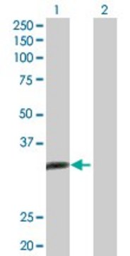 Anti-ALKBH3 antibody produced in rabbit purified immunoglobulin, buffered aqueous solution