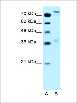 Anti-NFE2L3 antibody produced in rabbit affinity isolated antibody