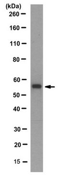 Anti-SOX10, clone 12H6.1 Antibody clone 12H6.1, from mouse