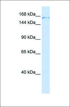 Anti-PDS5A antibody produced in rabbit affinity isolated antibody