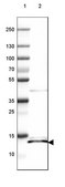 Anti-ISCU antibody produced in rabbit Prestige Antibodies® Powered by Atlas Antibodies, affinity isolated antibody, buffered aqueous glycerol solution