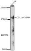 Anti-CD11b/ITGAM antibody produced in rabbit