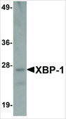 Monoclonal Anti-XBP-1 antibody produced in mouse clone 3H1G4, purified immunoglobulin, buffered aqueous solution
