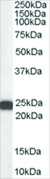 Anti-BAG2 antibody produced in goat affinity isolated antibody, buffered aqueous solution