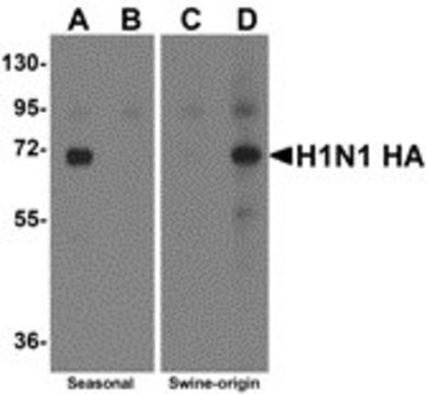 Anti-Swine H1N1 Hemagglutinin antibody produced in rabbit affinity isolated antibody