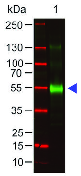 抗- 猴IgG（&#947;-链特异性） 山羊抗 affinity isolated antibody, buffered aqueous solution