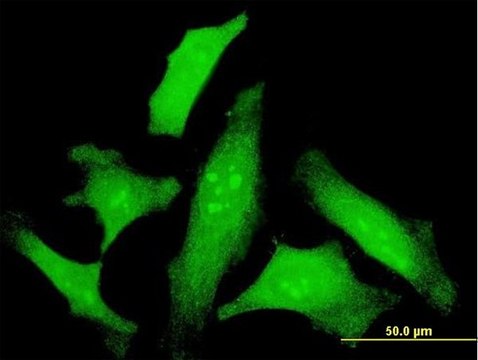 Monoclonal Anti-IL6, (C-terminal) antibody produced in mouse clone 3F4, purified immunoglobulin, buffered aqueous solution