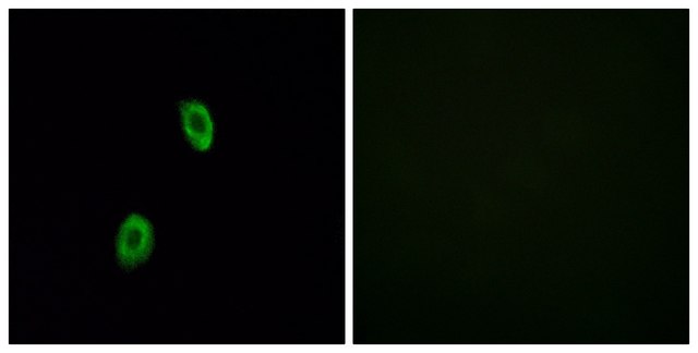 Anti-OR1D2 antibody produced in rabbit affinity isolated antibody