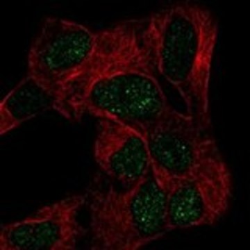 Anti-CELF4 antibody produced in rabbit Prestige Antibodies&#174; Powered by Atlas Antibodies, affinity isolated antibody, buffered aqueous glycerol solution