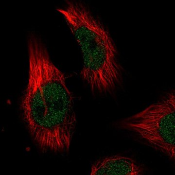 Anti-ILKAP antibody produced in rabbit Prestige Antibodies&#174; Powered by Atlas Antibodies, affinity isolated antibody, buffered aqueous glycerol solution