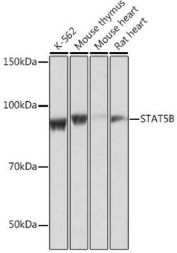 Anti- STAT5B antibody produced in rabbit