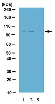 抗磷酸化-IKK-epsilon (Ser172) 抗体 from rabbit, purified by affinity chromatography