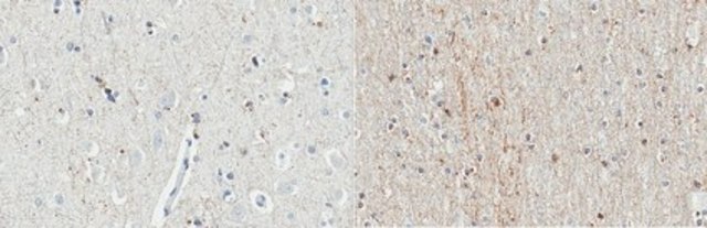 Anti-Del-1 Antibody, clone D345 clone D345, from mouse