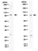 Anti-LOXL2 from rabbit, purified by affinity chromatography