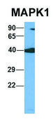 Anti-MAPK1 (C-terminal) antibody produced in rabbit affinity isolated antibody