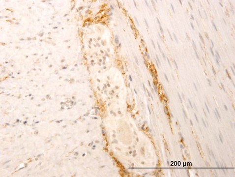 Monoclonal Anti-SYT1 antibody produced in mouse clone 1A6, purified immunoglobulin, buffered aqueous solution