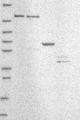 Anti-E4F1 antibody produced in rabbit Prestige Antibodies® Powered by Atlas Antibodies, affinity isolated antibody, buffered aqueous glycerol solution