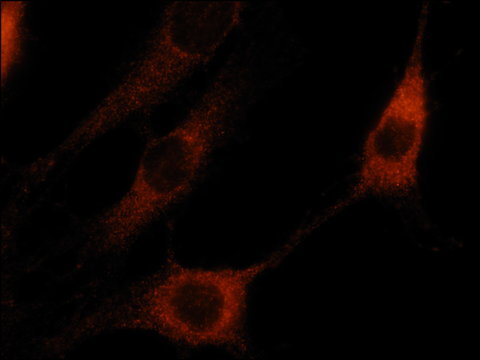 Anti-Rabex-5 (N-terminal) antibody produced in rabbit ~1.0&#160;mg/mL, affinity isolated antibody, buffered aqueous solution