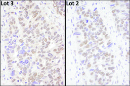 Rabbit anti-BRD4 Antibody, Affinity Purified Powered by Bethyl Laboratories, Inc.