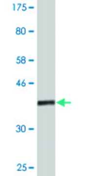 Monoclonal Anti-ASH2L antibody produced in mouse clone 4G7, purified immunoglobulin, buffered aqueous solution