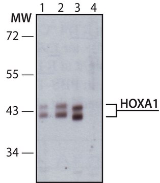 Anti-HOXA1 antibody produced in rabbit IgG fraction of antiserum, buffered aqueous solution