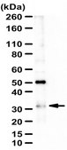 Anti-GATA-like protein 1 Antibody from rabbit, purified by affinity chromatography