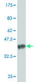 Monoclonal Anti-TXNL6 antibody produced in mouse clone 7H3, purified immunoglobulin, buffered aqueous solution
