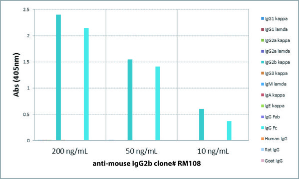 Anti-Mouse IgG2b-Biotin antibody, Rabbit monoclonal recombinant, expressed in HEK 293 cells, clone RM108, purified immunoglobulin