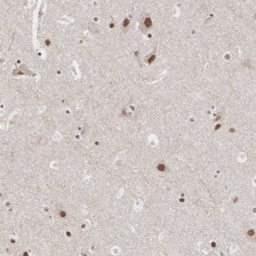 Anti-AUTS2 antibody produced in rabbit Prestige Antibodies&#174; Powered by Atlas Antibodies, affinity isolated antibody, buffered aqueous glycerol solution