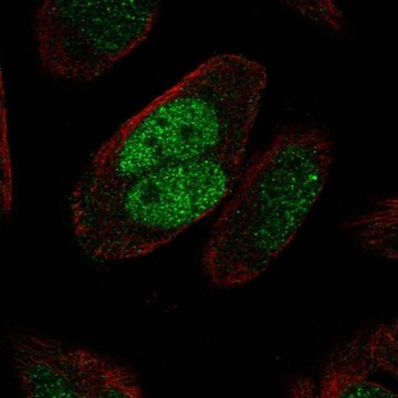 Anti-MSH2 antibody produced in rabbit Prestige Antibodies&#174; Powered by Atlas Antibodies, affinity isolated antibody