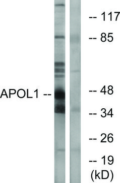 Anti-APOL1 antibody produced in rabbit affinity isolated antibody