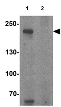 Anti-TET3 Antibody from rabbit, purified by affinity chromatography