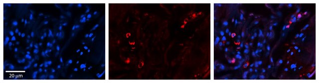 Anti-SELENBP1 affinity isolated antibody