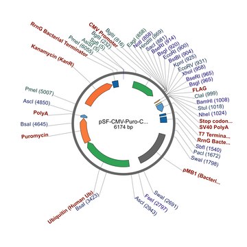 PSF-CMV-PURO-COOH-FLAG&#174; - C-TERMINAL FLAG&#174; TAG MAMMALIAN PLASMID plasmid vector for molecular cloning